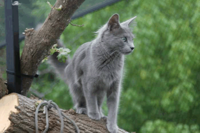 Ölrùn Azadeh